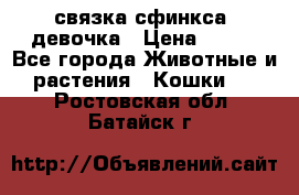 связка сфинкса. девочка › Цена ­ 500 - Все города Животные и растения » Кошки   . Ростовская обл.,Батайск г.